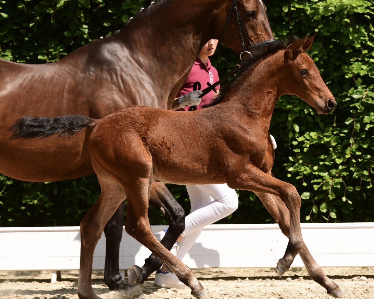 Springpferd Hengst von Charaktervoll / Acorado (Holsteiner, 2021, von Charaktervoll Hv)