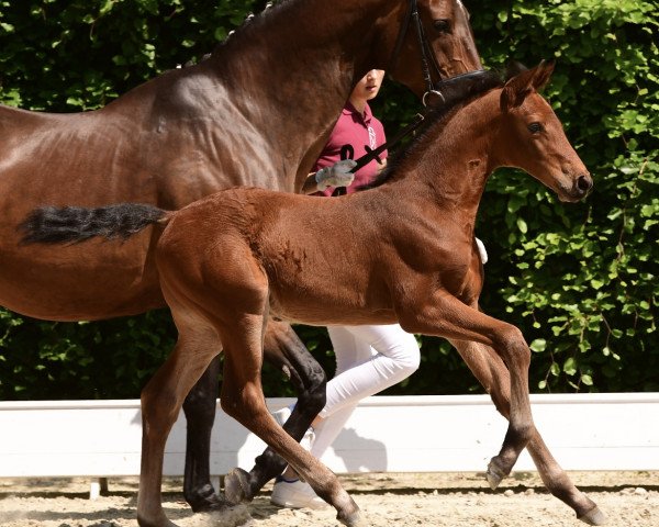 Springpferd Hengst von Charaktervoll / Acorado (Holsteiner, 2021, von Charaktervoll Hv)