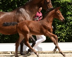 jumper Hengst von Charaktervoll / Acorado (Holsteiner, 2021, from Charaktervoll Hv)