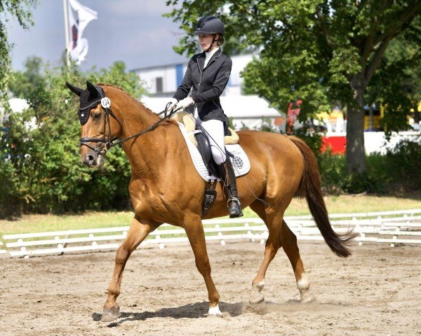 dressage horse Hobson's Choice 2 (Hanoverian, 2005, from Hochadel)