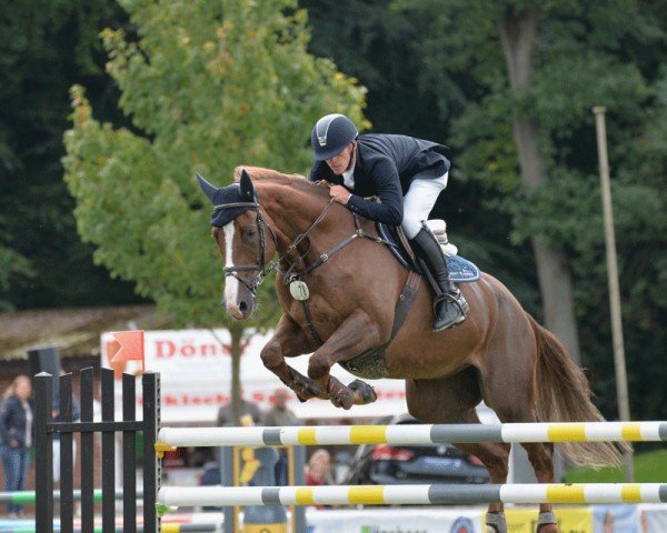 jumper Carayuno (Oldenburg show jumper, 2012, from Carambole)