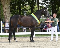 broodmare Dakota W (German Sport Horse, 2016, from Demetrius)