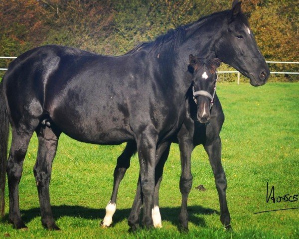 broodmare Dream in Black (Hanoverian, 2008, from Dancier)