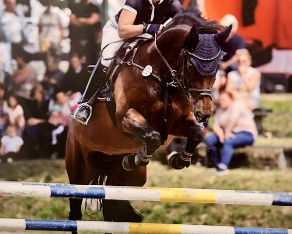 jumper Landlust 5 (Oldenburg show jumper, 2011, from Askari)