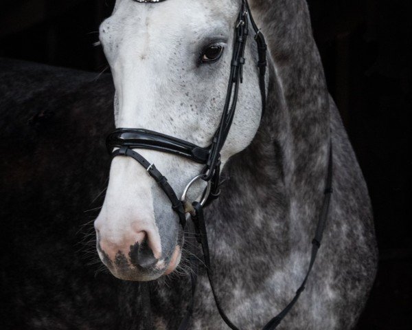 jumper Color me in 2 (Oldenburg show jumper, 2019, from Cornado II)