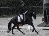 dressage horse Darkness WI (German Riding Pony, 2021, from Dark Dornik)