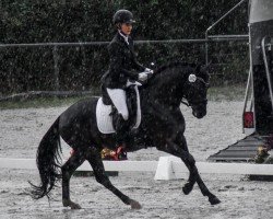 dressage horse Darkness WI (German Riding Pony, 2021, from Dark Dornik)