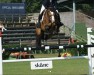 jumper Cuyama (Swedish Warmblood, 2011, from Cabachon)