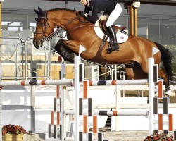 jumper Glenn (KWPN (Royal Dutch Sporthorse), 2011, from Zambesi TN)