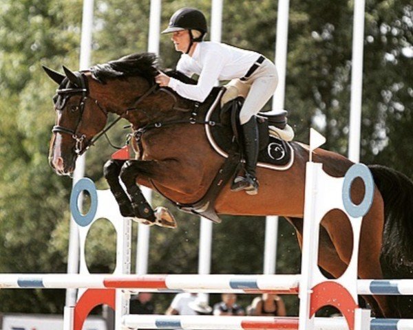 jumper Lawentica TB (Swedish Warmblood, 2012, from Cosmeo)