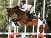 jumper Lawentica TB (Swedish Warmblood, 2012, from Cosmeo)