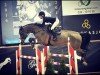 jumper Cacan (Norwegian Warmblood, 2009, from Clapton)