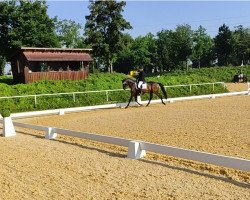 dressage horse Dokata (Westphalian, 2011)