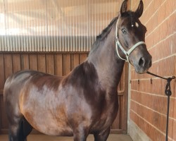 horse Amigo (Pura Raza Espanola (PRE), 2017, from Galante CIS)