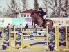 jumper Quick Step Vr (Swedish Warmblood, 2008, from Hip Hop)