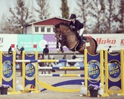 jumper Quick Step Vr (Swedish Warmblood, 2008, from Hip Hop)