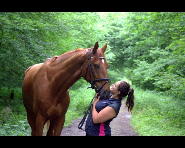 dressage horse Forlan 10 (Hanoverian, 2010, from Fuechtels Floriscount OLD)