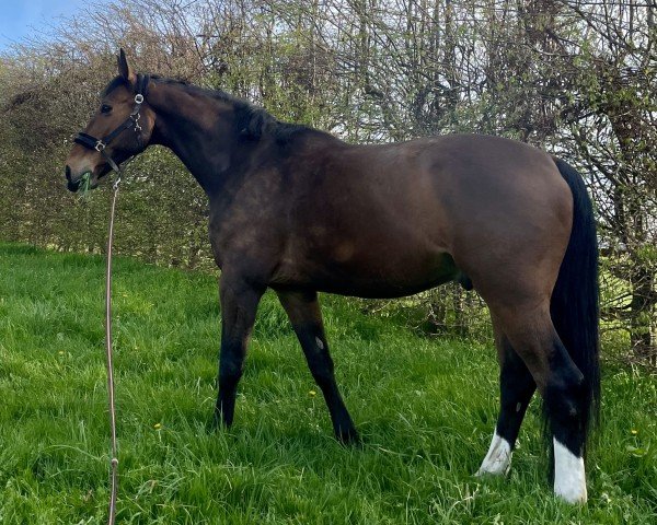 Springpferd Casadero (Westfale, 2012, von Cristallo II)