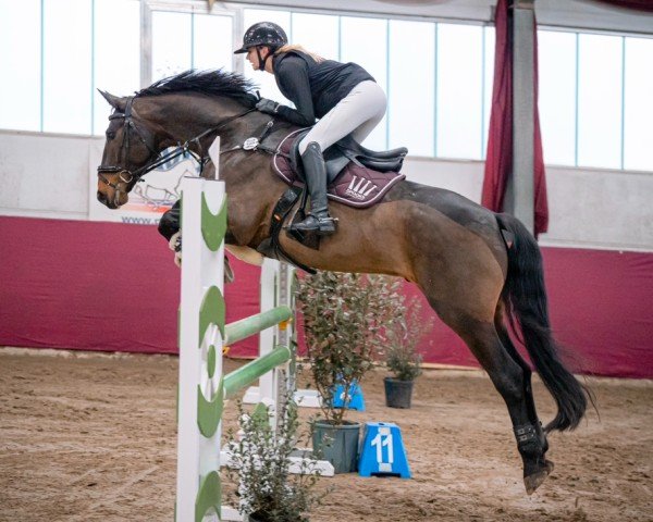 dressage horse Filius (German Sport Horse, 2017, from Birkhof's Fair Game OLD)