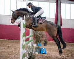 dressage horse Filius (German Sport Horse, 2017, from Birkhof's Fair Game OLD)