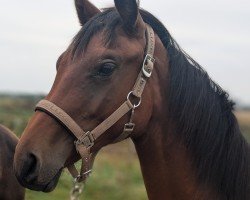 dressage horse Escorial LH (Hanoverian, 2023, from Escanto PS OLD)