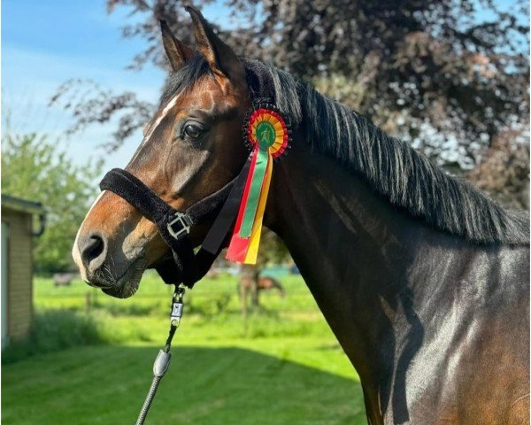 dressage horse Der Franz (Hanoverian, 2015, from Danciano)