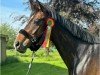 dressage horse Der Franz (Hanoverian, 2015, from Danciano)