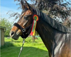 dressage horse Der Franz (Hanoverian, 2015, from Danciano)