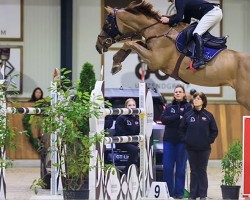 jumper Chaccozuu Sz (Oldenburg show jumper, 2015)