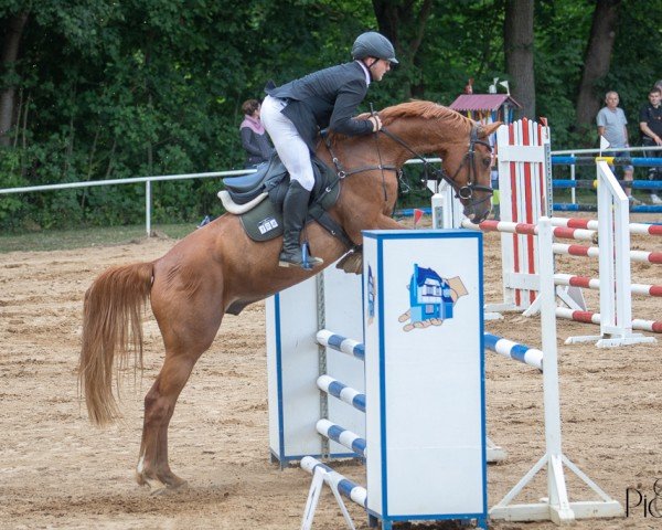 jumper Captain Chestnut (Oldenburg show jumper, 2016, from Carinue)