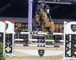 jumper Mijou de Hulst (Belgian Warmblood, 2012, from Der Senaat 111)