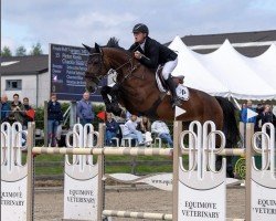 jumper Chackly S&j&f Z (Zangersheide riding horse, 2017, from Chacoon Blue)