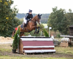 jumper Navall 4 (German Sport Horse, 2017, from Nekton)