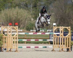 jumper Charly Heart (Norwegian Warmblood, 2016, from Cornet Obolensky)