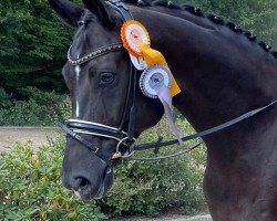 dressage horse Don Valentine (Hanoverian, 2015, from Don Nobless)