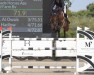 jumper Chalou Sare (Oldenburg show jumper, 2014, from Tailormade Chaloubet)