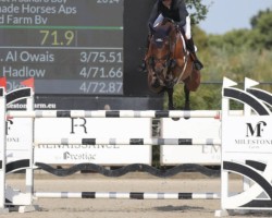 jumper Chalou Sare (Oldenburg show jumper, 2014, from Tailormade Chaloubet)