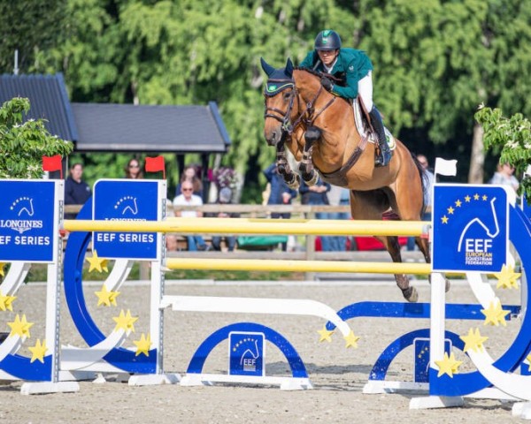 jumper Heureuse Nouvelle Wh (Belgium Sporthorse, 2013, from VDL Cardento 933)