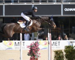 jumper Karaat N.c. (KWPN (Royal Dutch Sporthorse), 2015, from Diamant de Semilly)