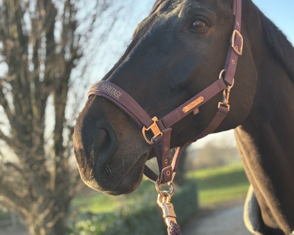 Springpferd Sacoeur (Deutsches Sportpferd, 2008, von Saccor)