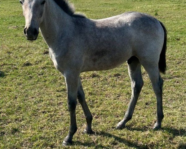 Fohlen von Atalanto Z (Zangersheide Reitpferd, 2024, von Agalord)