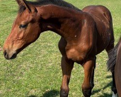 foal by Cornflake Z (Zangersheide riding horse, 2024, from Comthago VDL)