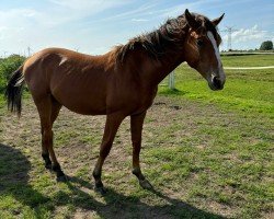 Springpferd Lord Siesto Z (Zangersheide Reitpferd, 2023, von Lord President)