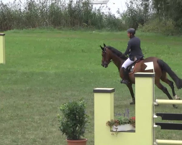 Radolfzell 2013 - Reit- und Springturnier des RC Bodenseereiter