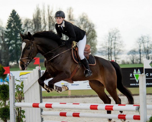 Zuchtstute Leilani (Schweizer Warmblut, 2006)