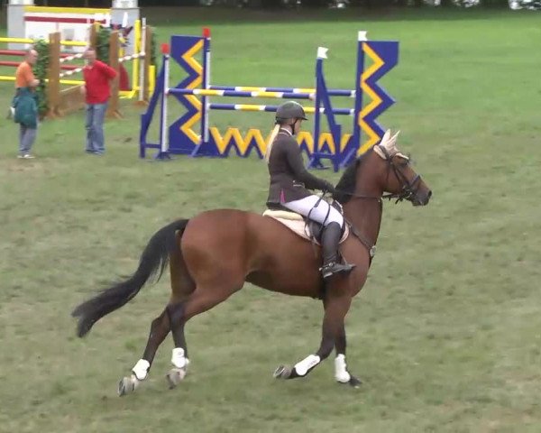 Radolfzell 2013 - Reit- und Springturnier des RC Bodenseereiter