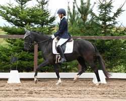 dressage horse Kimberly 172 (German Riding Pony,  , from Dj 42)