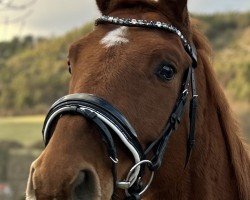 dressage horse Rocket Man R (German Sport Horse, 2021, from Ramazotti de Grande)