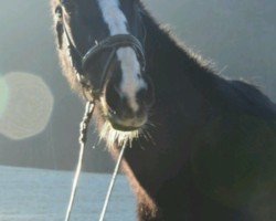 horse Moorwegs Wilma (Hanoverian, 1992, from Welton)