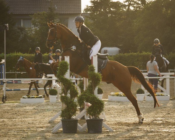 dressage horse Michel (Hessian Warmblood, 2010)